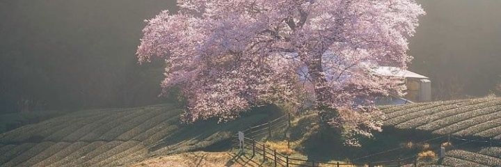 NancyDe67649294's profile banner image