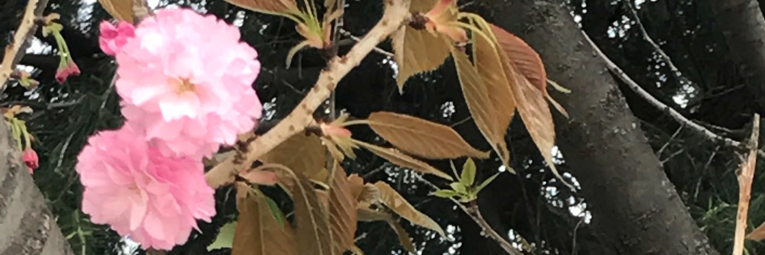 huyukoneko's profile banner image