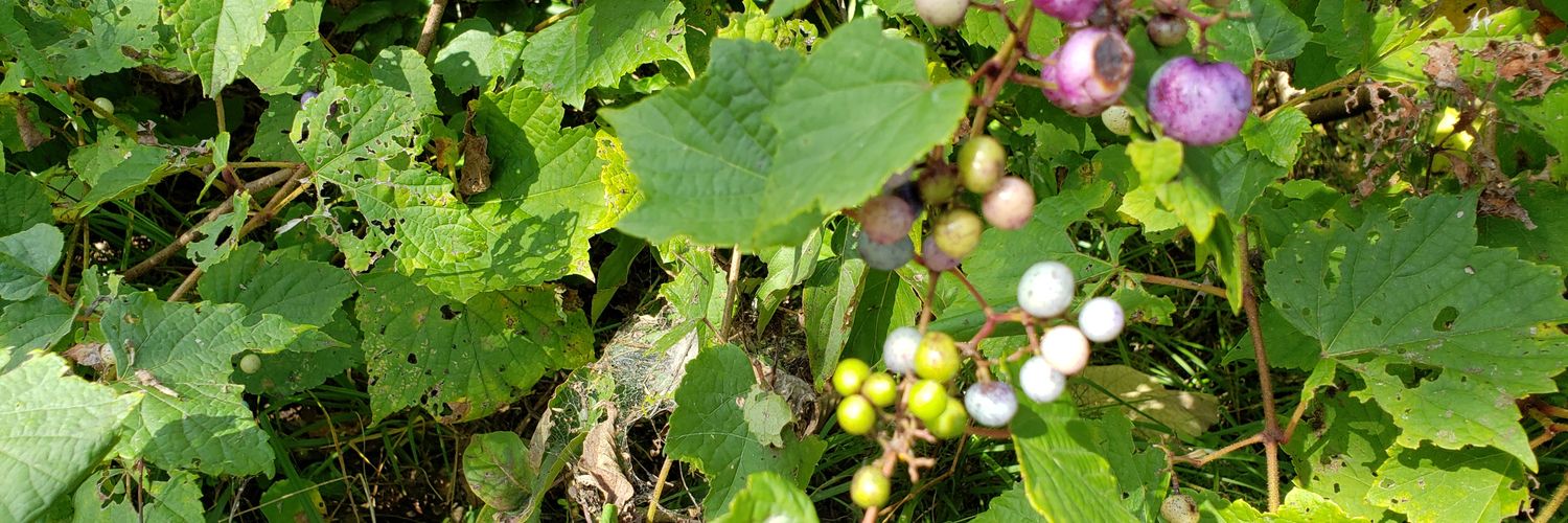 chao-choooool banner