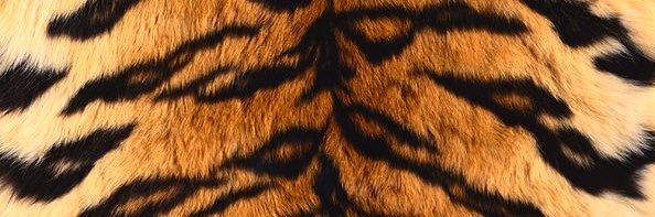 cammuwu's profile banner image
