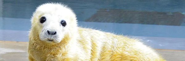 Replyy Profile Banner