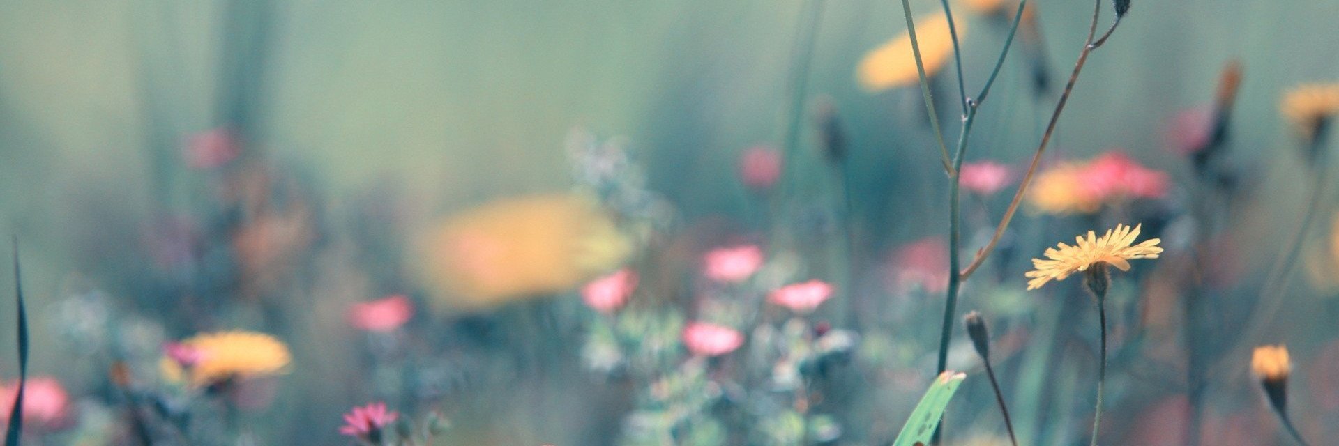 Anne banner