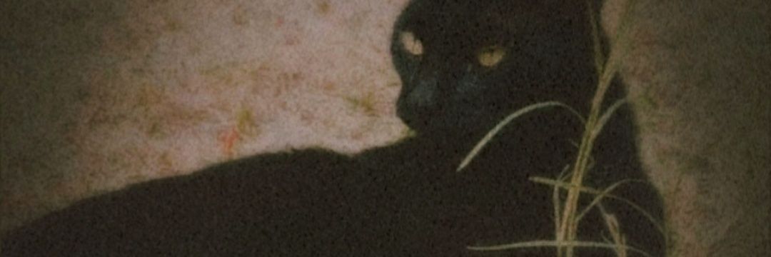 𝓓𝓪𝔂 𝓭𝓻𝓮𝓪𝓶🌙 banner