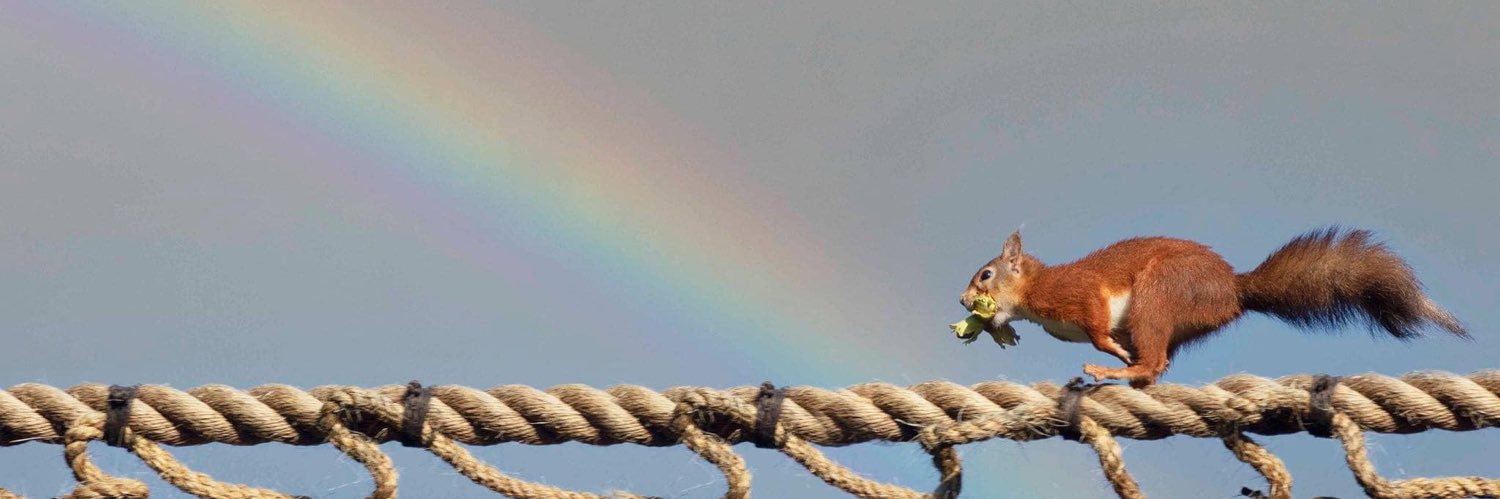 Cramlington & District Red Squirrel Group banner