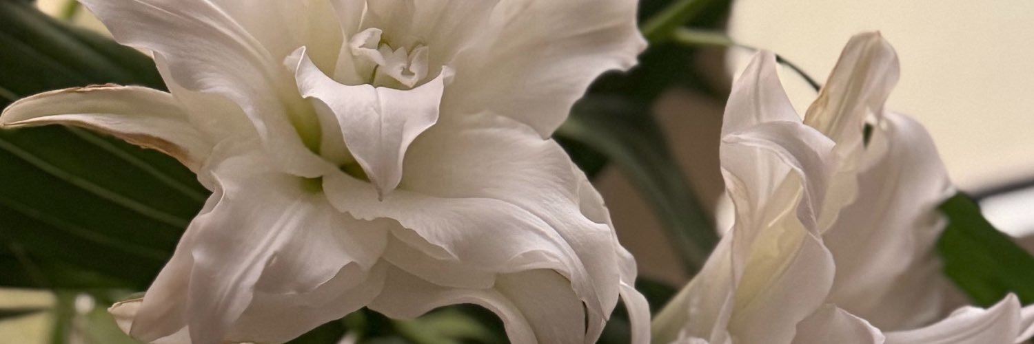 alaa_ja2's profile banner image