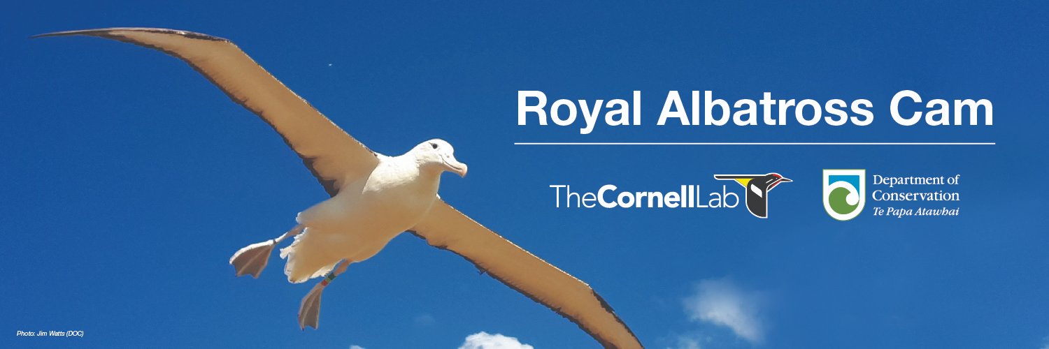 RoyalAlbatrossCam's banner