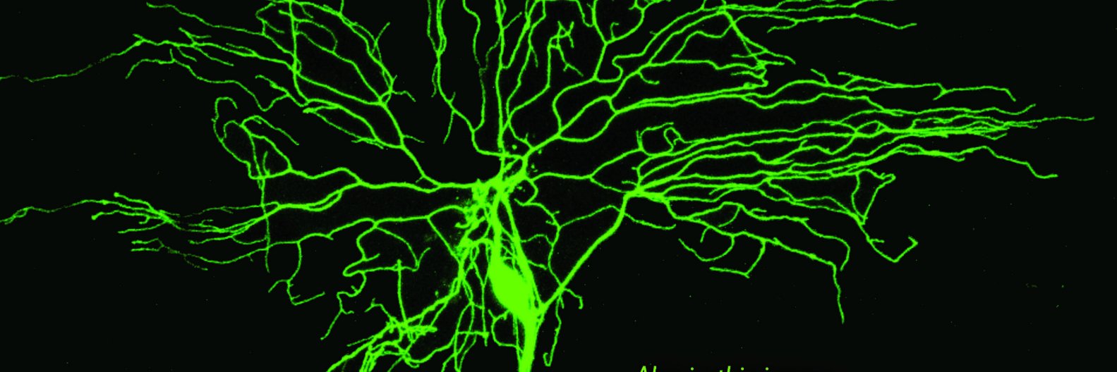 Katie Thompson-Peer banner