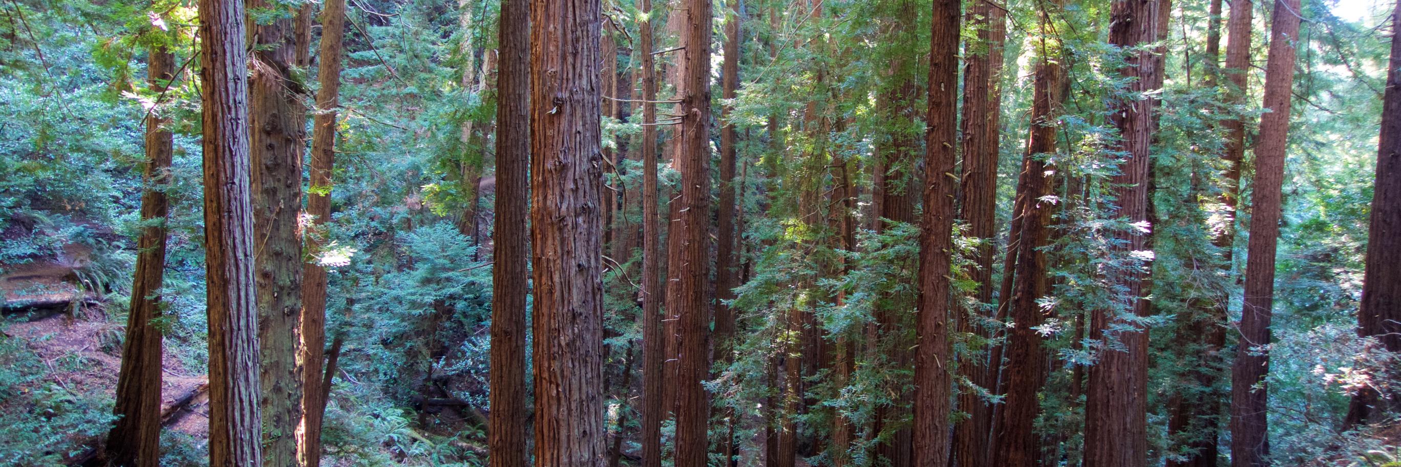 Niall Kennedy banner