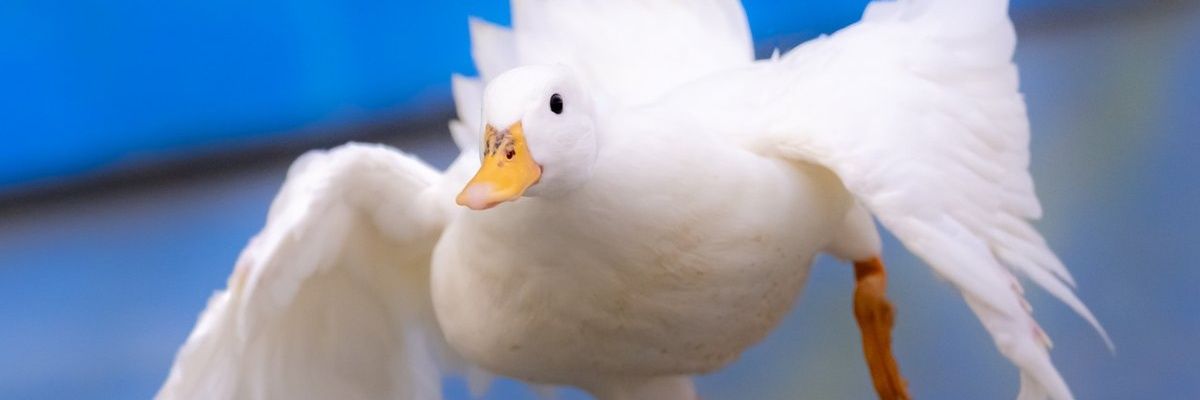 Vanwhalee's profile banner image