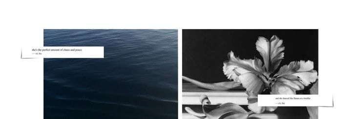 𓃠 banner