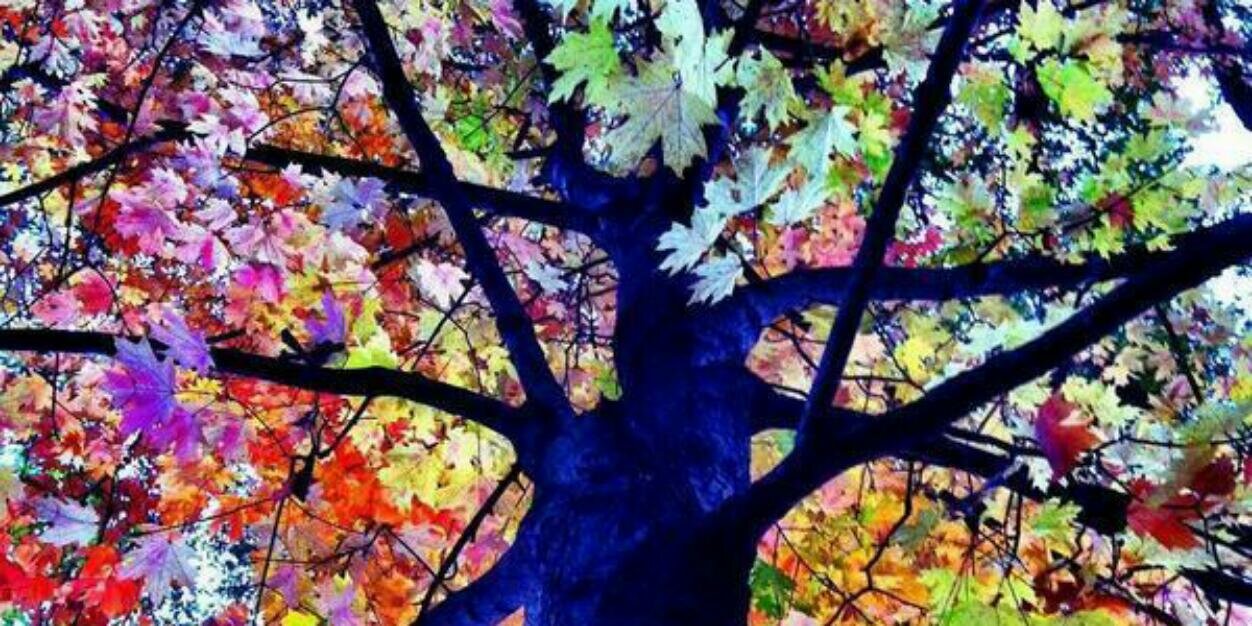 Nelibet Ramirez banner