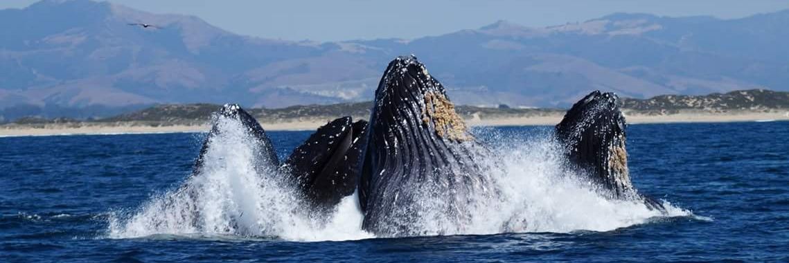 MontereyBayCALI's profile banner image