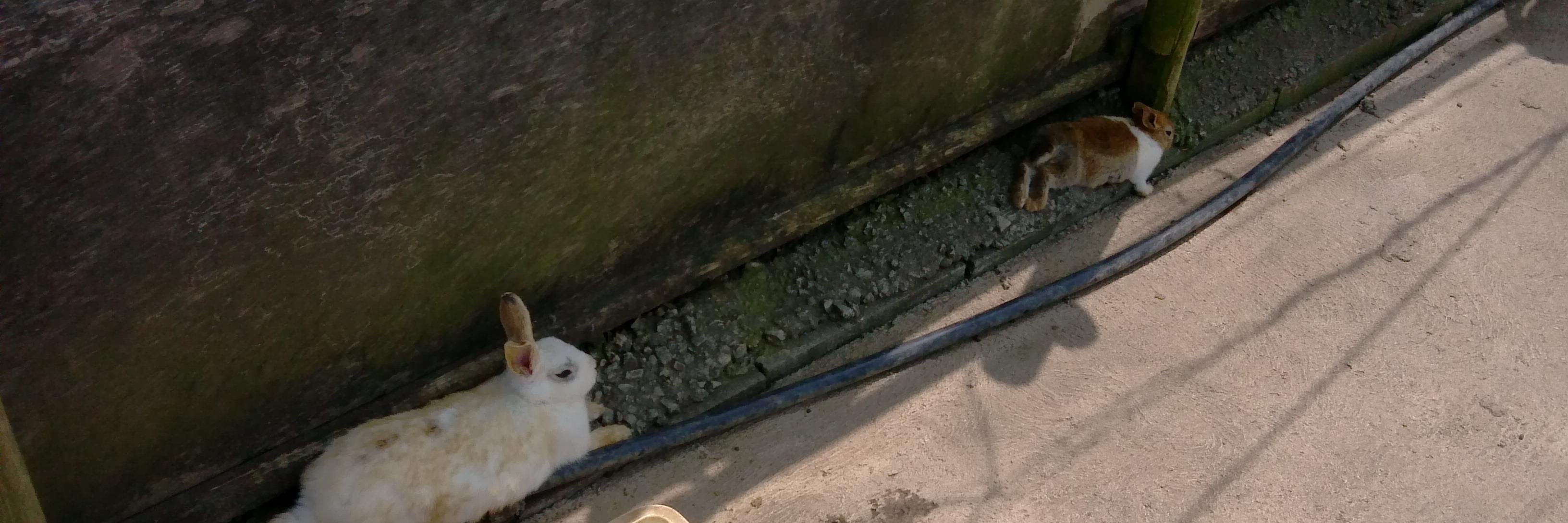 フィーカス@シナリオライターの卵（孵化未定） banner