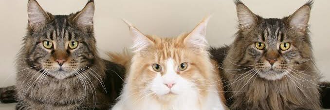 cutecats11_'s profile banner image