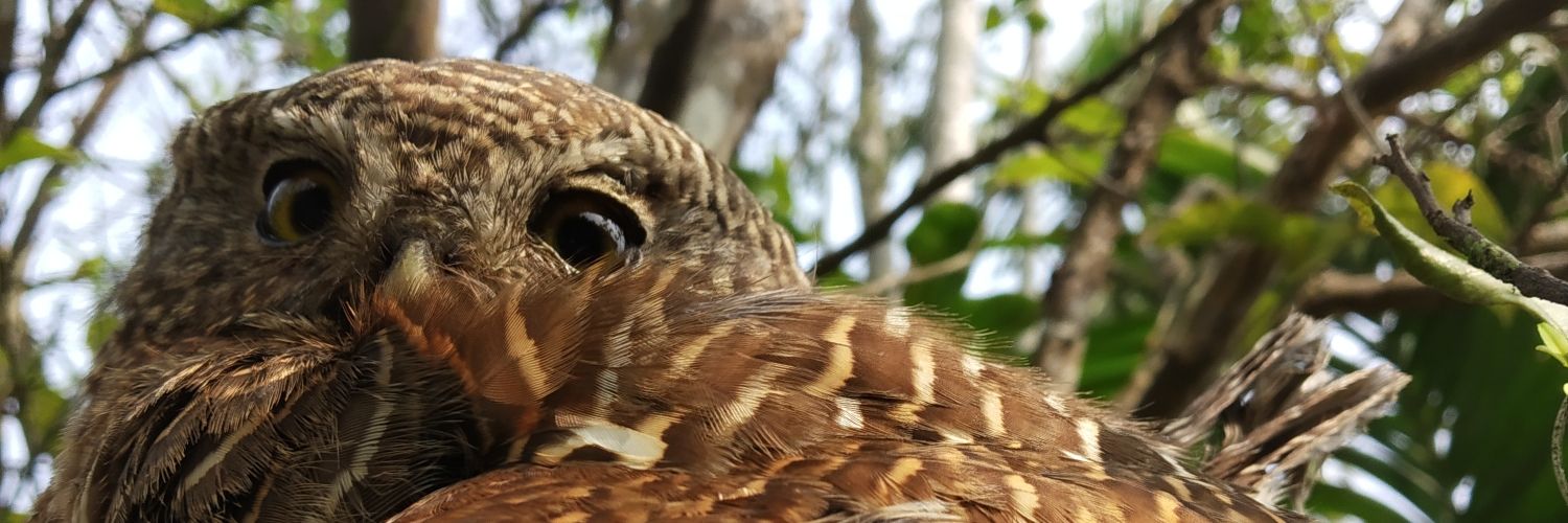 DEVAJIT MORAN #IAmDehingPatkai #Protectmetoo banner