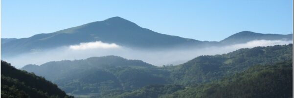 David L Field banner