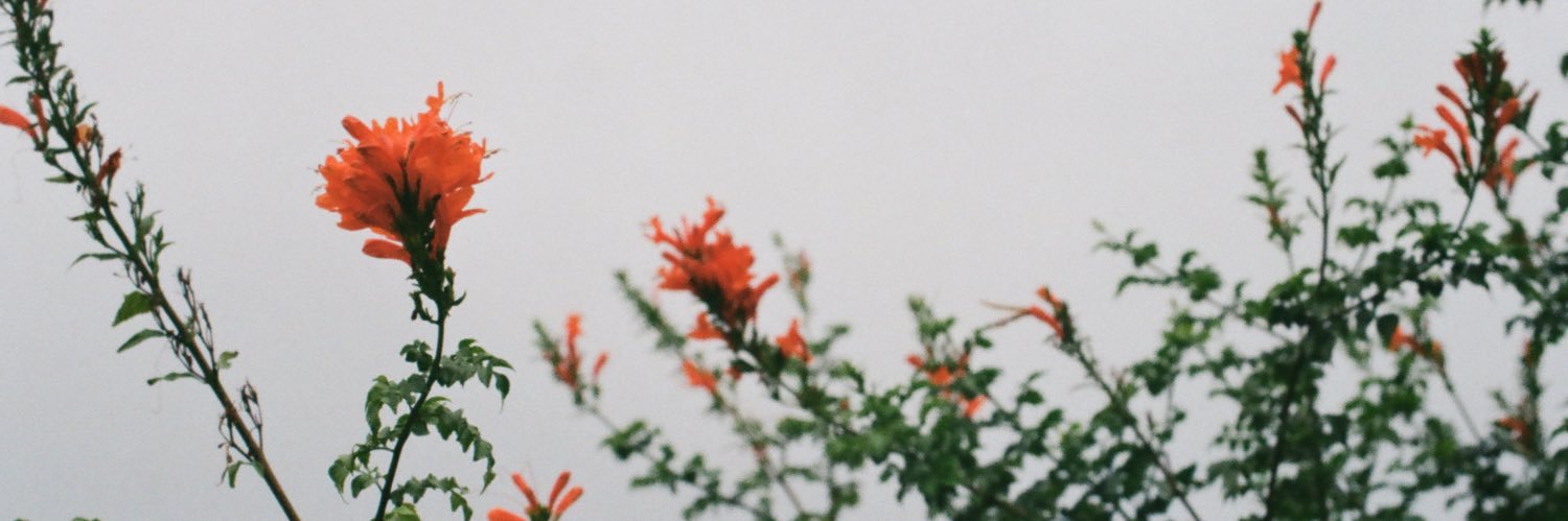 carlyarin's profile banner image