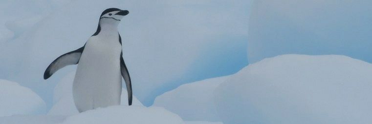 Ignacio (Nacho) Juárez banner