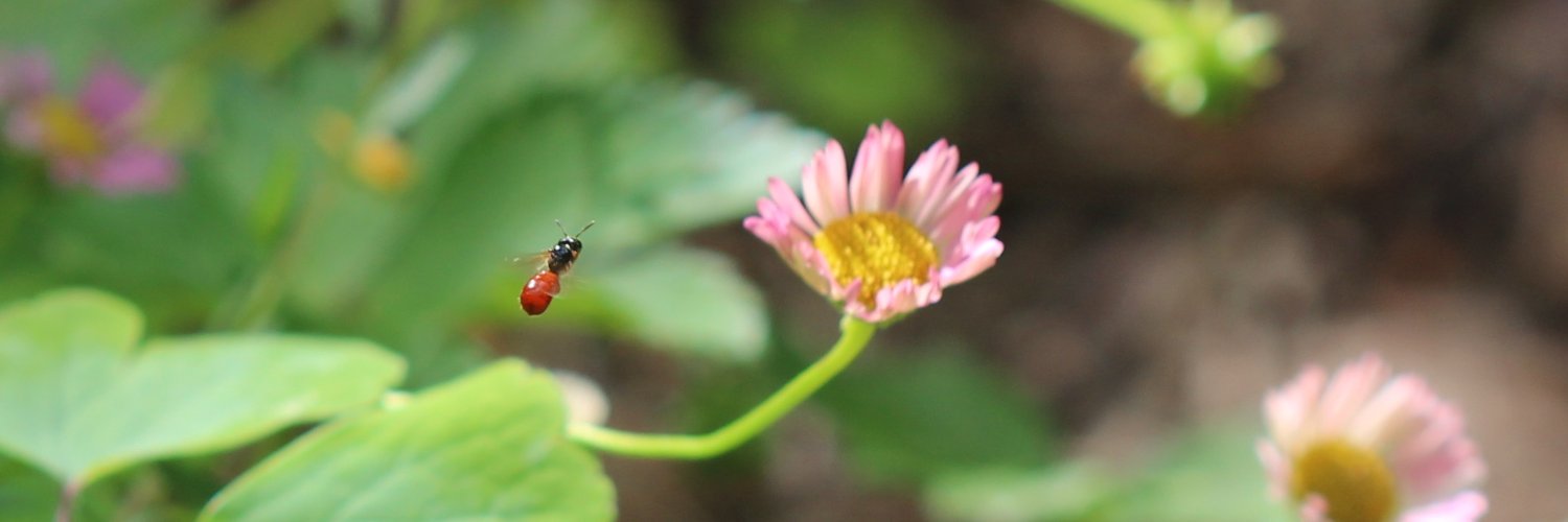 Entomological Society of Victoria 🐛🐜🦟🐞🕷️🦗 banner