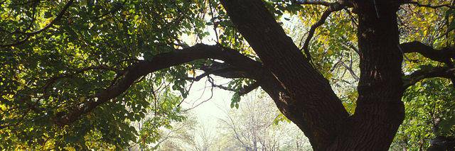 Benjamin Surmi banner