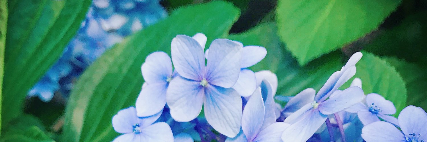 花花花's banner