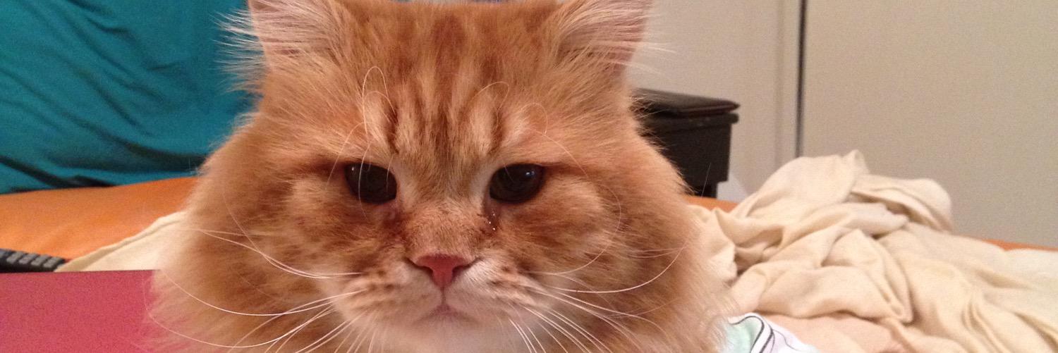 Nouran Khaled banner