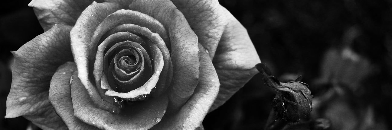 SievertAndrew's profile banner image