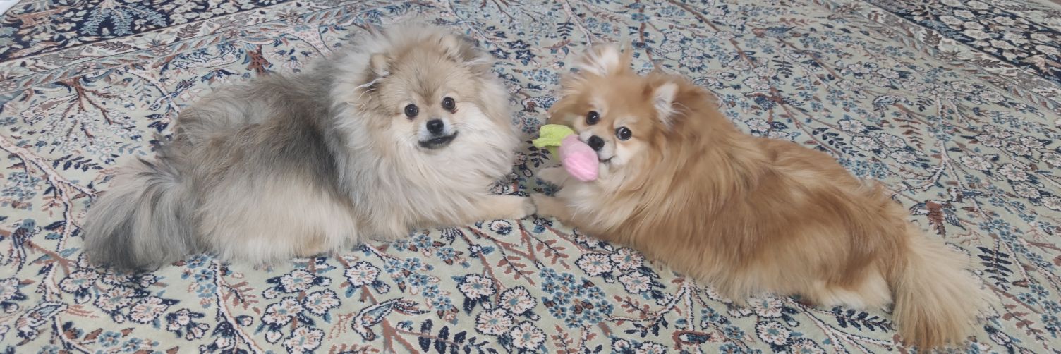 🇮🇷 🌐 𓄂𓆃 🌐🇮🇷 banner