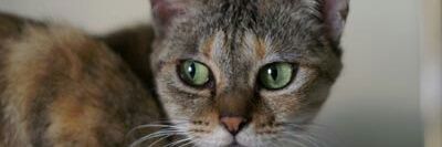 oldcatmoo's profile banner image