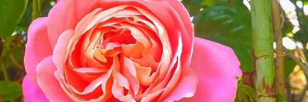 divya_simhan Profile Banner