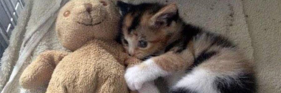 tinytunita's profile banner image