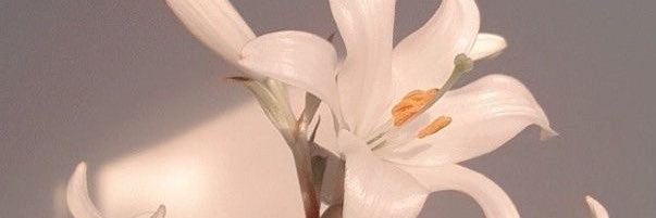 25_Mel_27's profile banner image