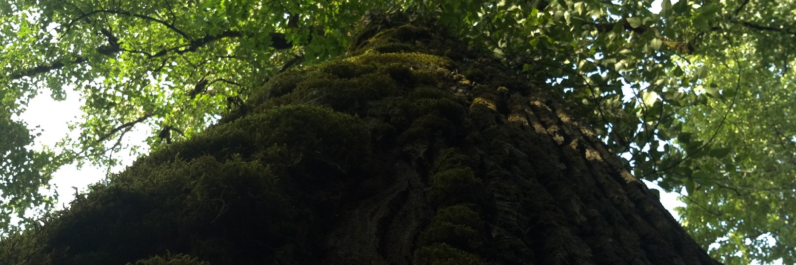 LTeppler's profile banner image