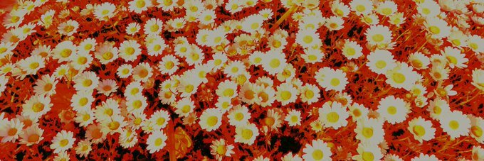 canavis_'s profile banner image