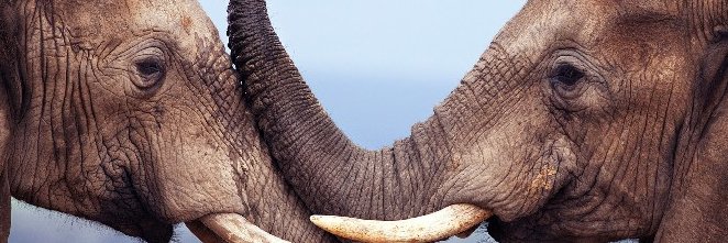deviantmackh's profile banner image