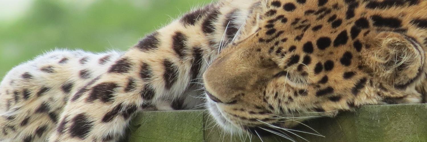 Caz156's profile banner image