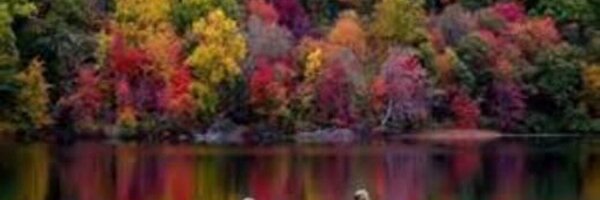 myste Profile Banner