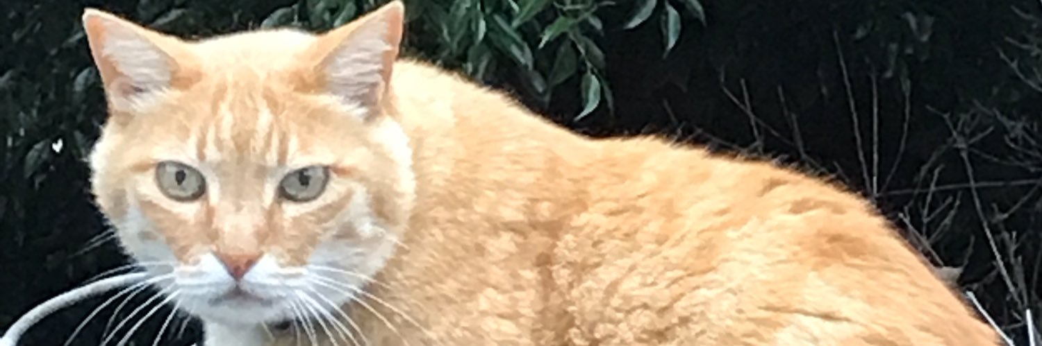 縞ねこ🐈🌻🌻🌻 banner