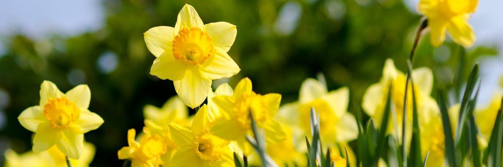 Swyddog Cangen Grŵp Llandrillo Menai banner