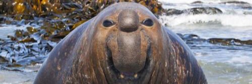The_Dongo's profile banner image