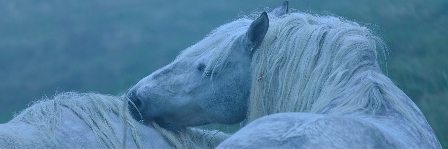 Siamesisk's profile banner image