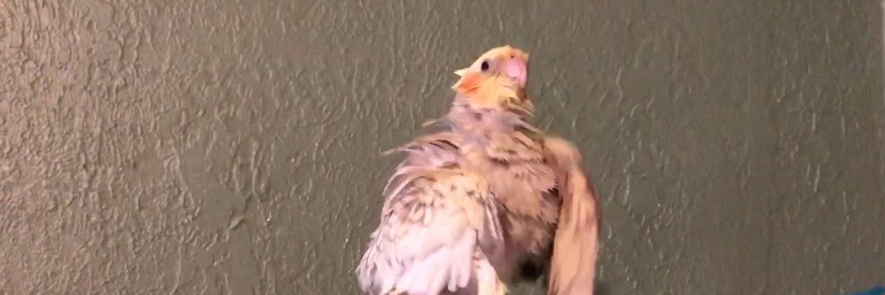 Pugsley the Cockatiel banner