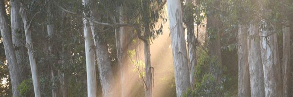 dgp Profile Banner