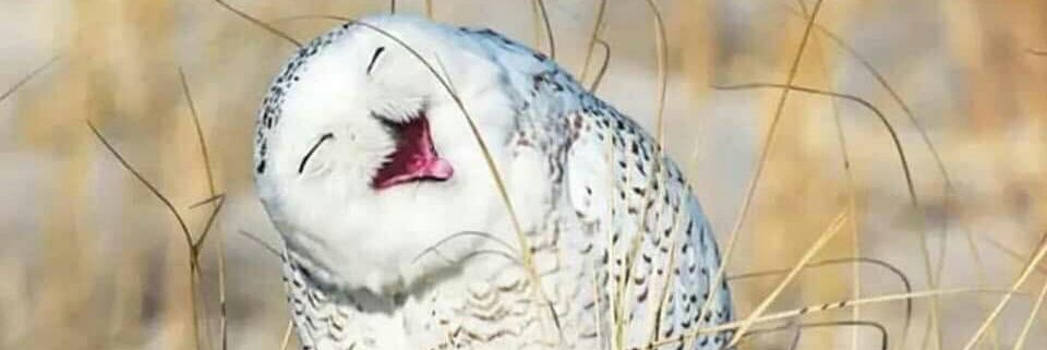 AfafSolihah's profile banner image
