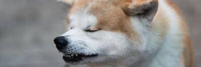 dog_lv100's profile banner image