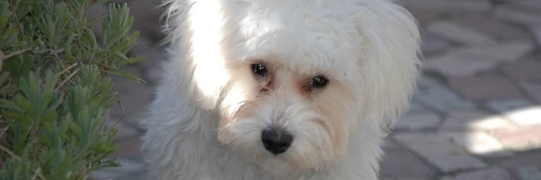 Celia GR✌️ banner