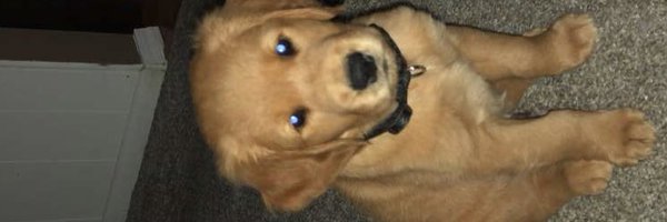 EllisChace Profile Banner