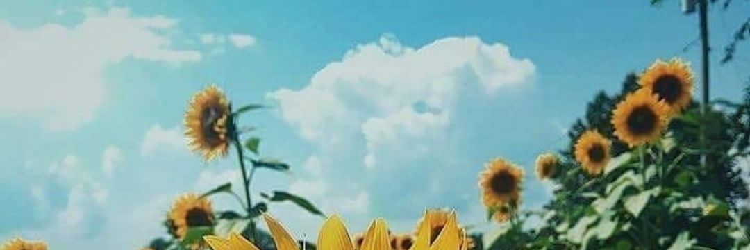 AldebaranDa's profile banner image