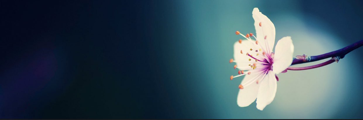 NY_madness's profile banner image