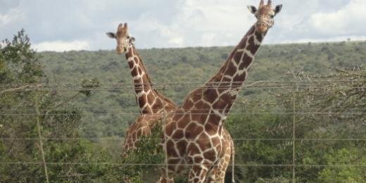 maishmwathi's profile banner image
